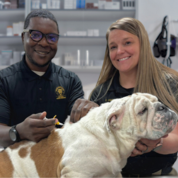 Two people using a syringe to insert a microchip in a brown and white dog